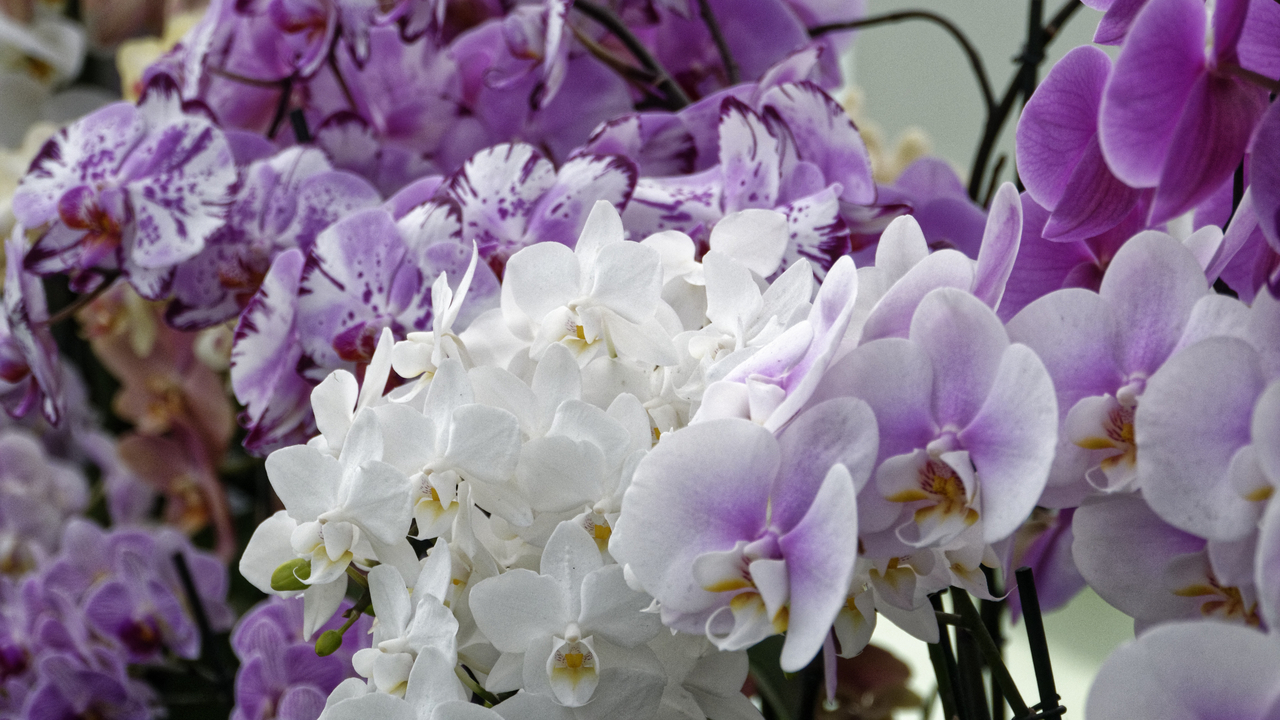 20140423 103852 Keukenhof Gardens, Lisse, South Holland, Netherlands